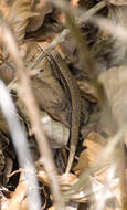 Image of Sand Lizard