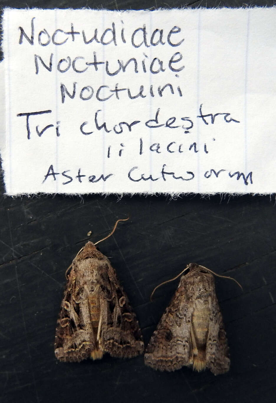 Image of Aster Cutworm