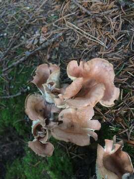 Image of Rhodocollybia filamentosa (Velen.) Antonín 1986