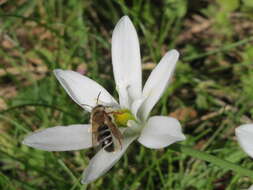 Image of Dove's dung