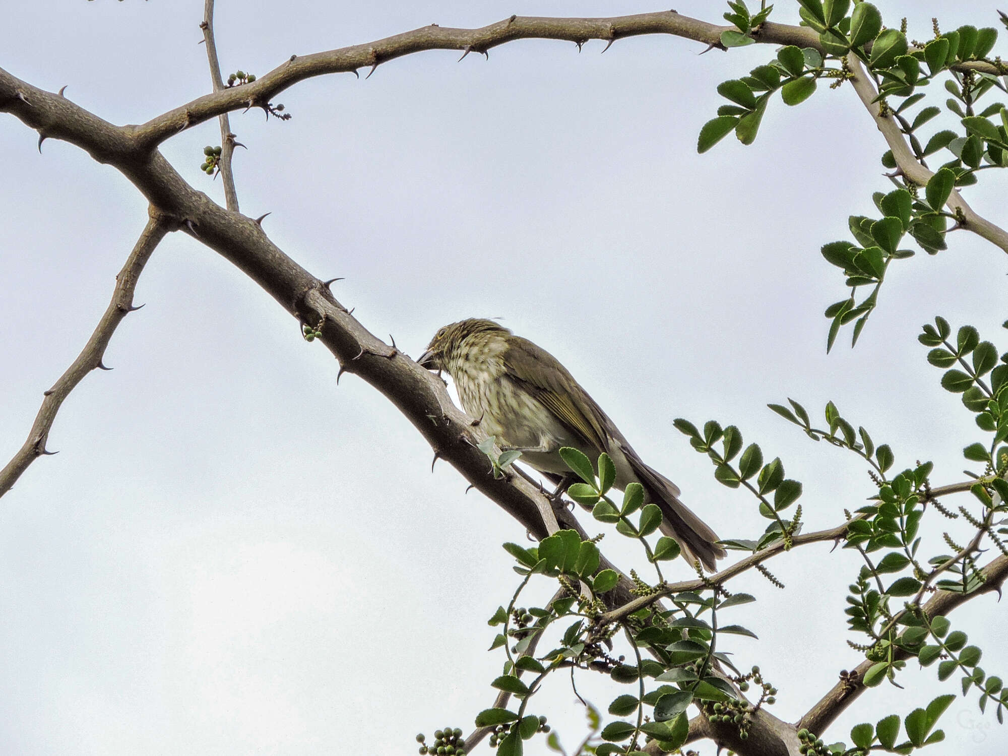 صورة Saltator striatipectus Lafresnaye 1847