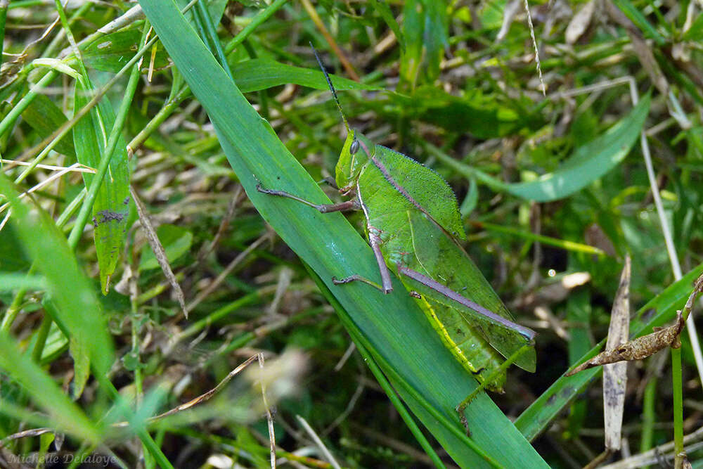 Image of Prionolopha