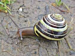 Image of Brown Lipped Snail