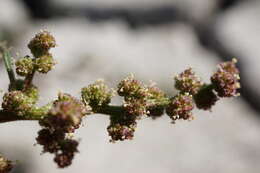 Image of Low Goosefoot