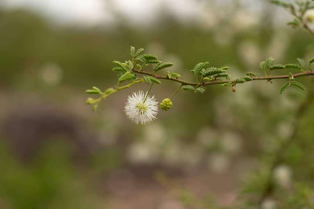 Слика од Mimosa detinens Benth.