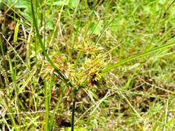 Image of tropical flatsedge