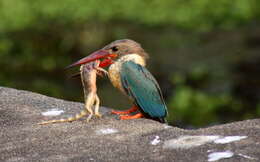 Image of Stork-billed Kingfisher