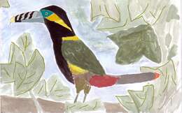 Image of Spot-billed Toucanet