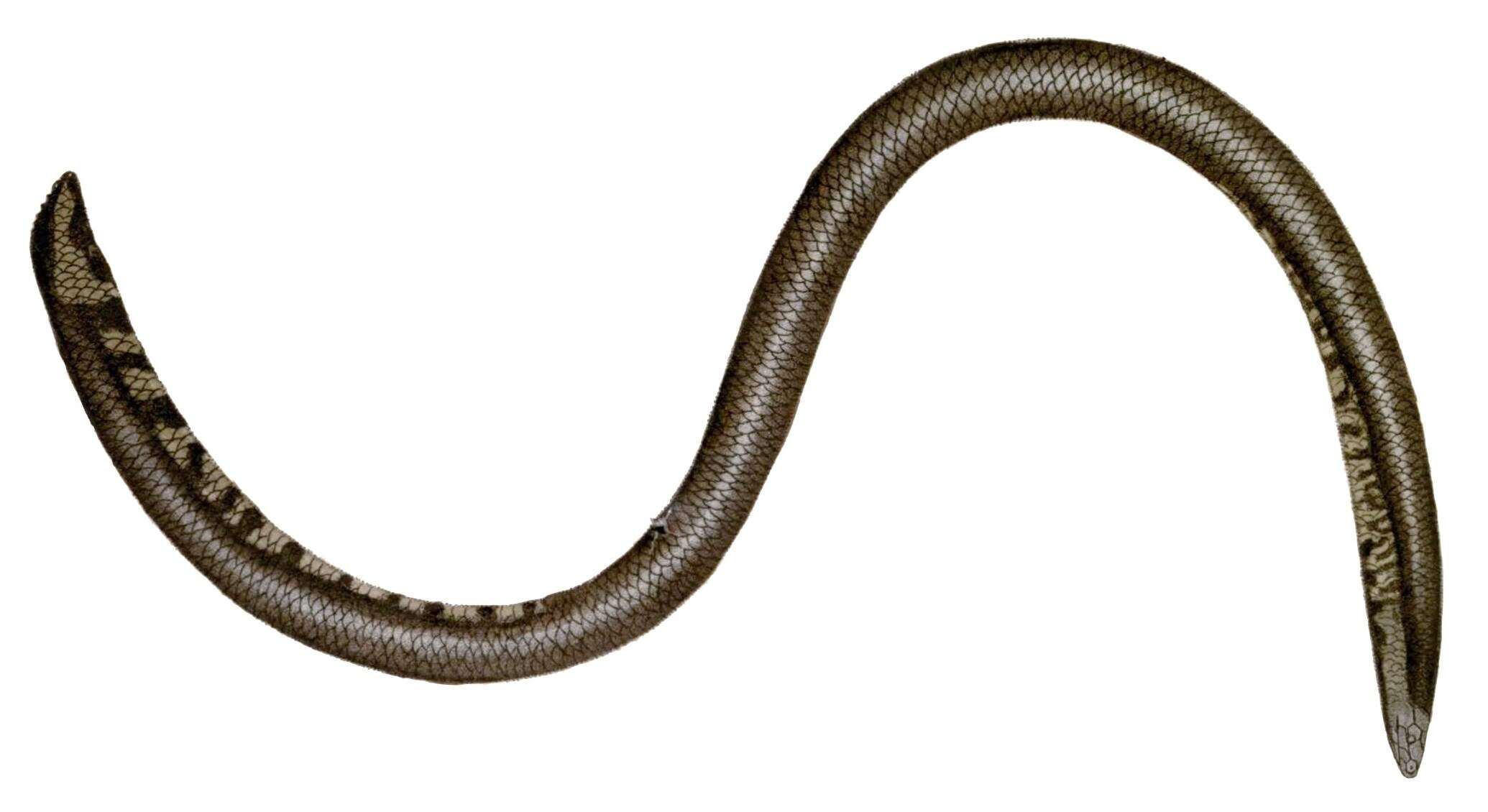 Image of Cuvier's Sheildtail