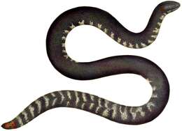 Plancia ëd Cylindrophis ruffus (Laurenti 1768)