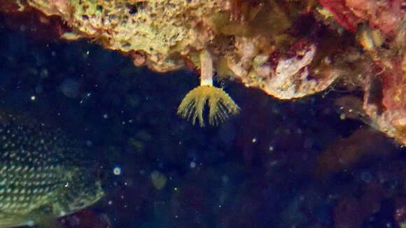 Image of blood-red tubeworm