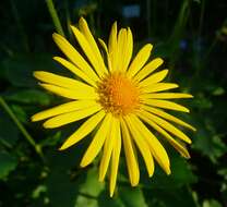 Imagem de Doronicum orientale Hoffm.