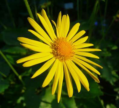 Imagem de Doronicum orientale Hoffm.