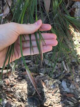 Image of Patersonia glabrata R. Br.