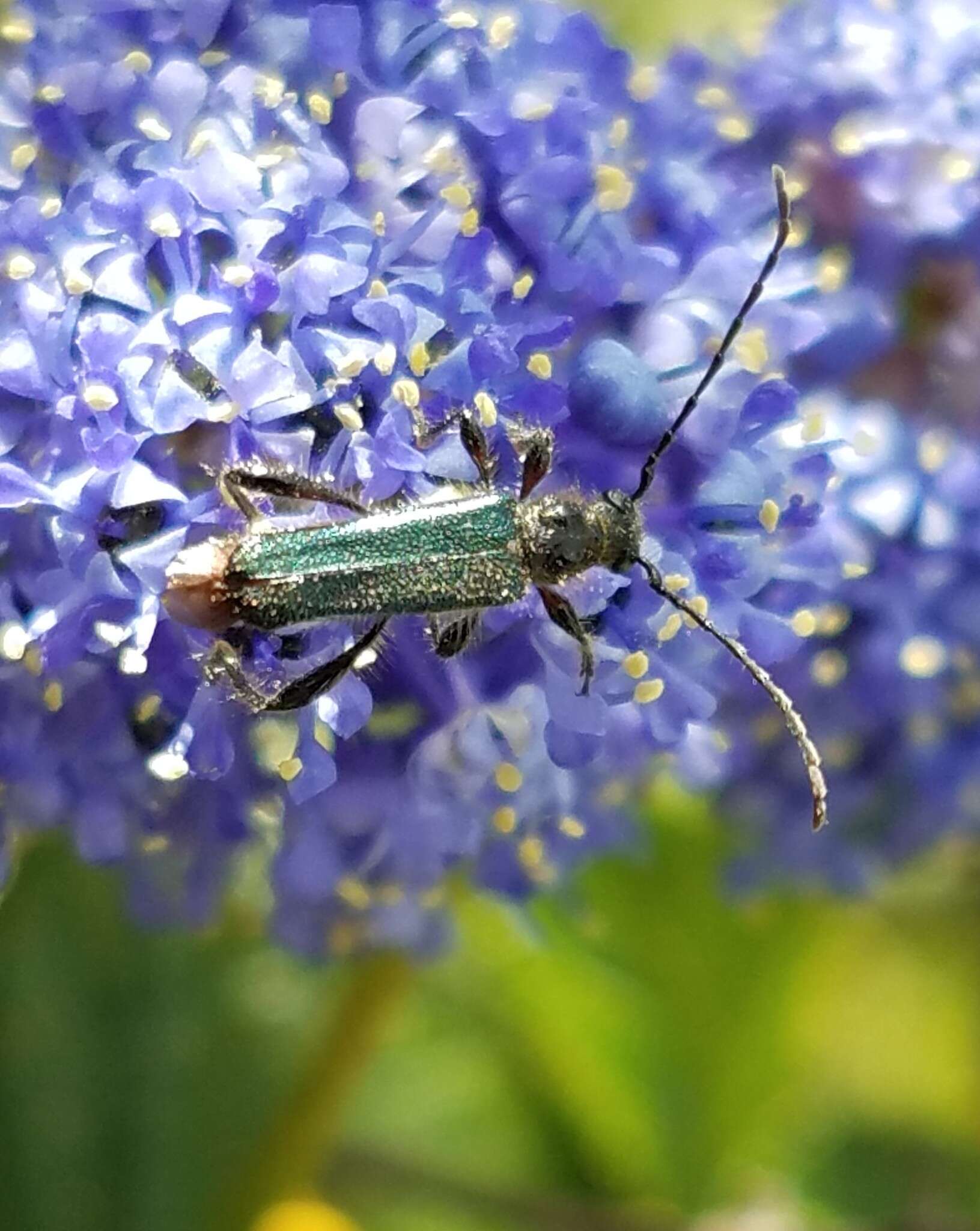 Sivun Callimus (Lampropterus) cyanipennis (Le Conte 1873) kuva