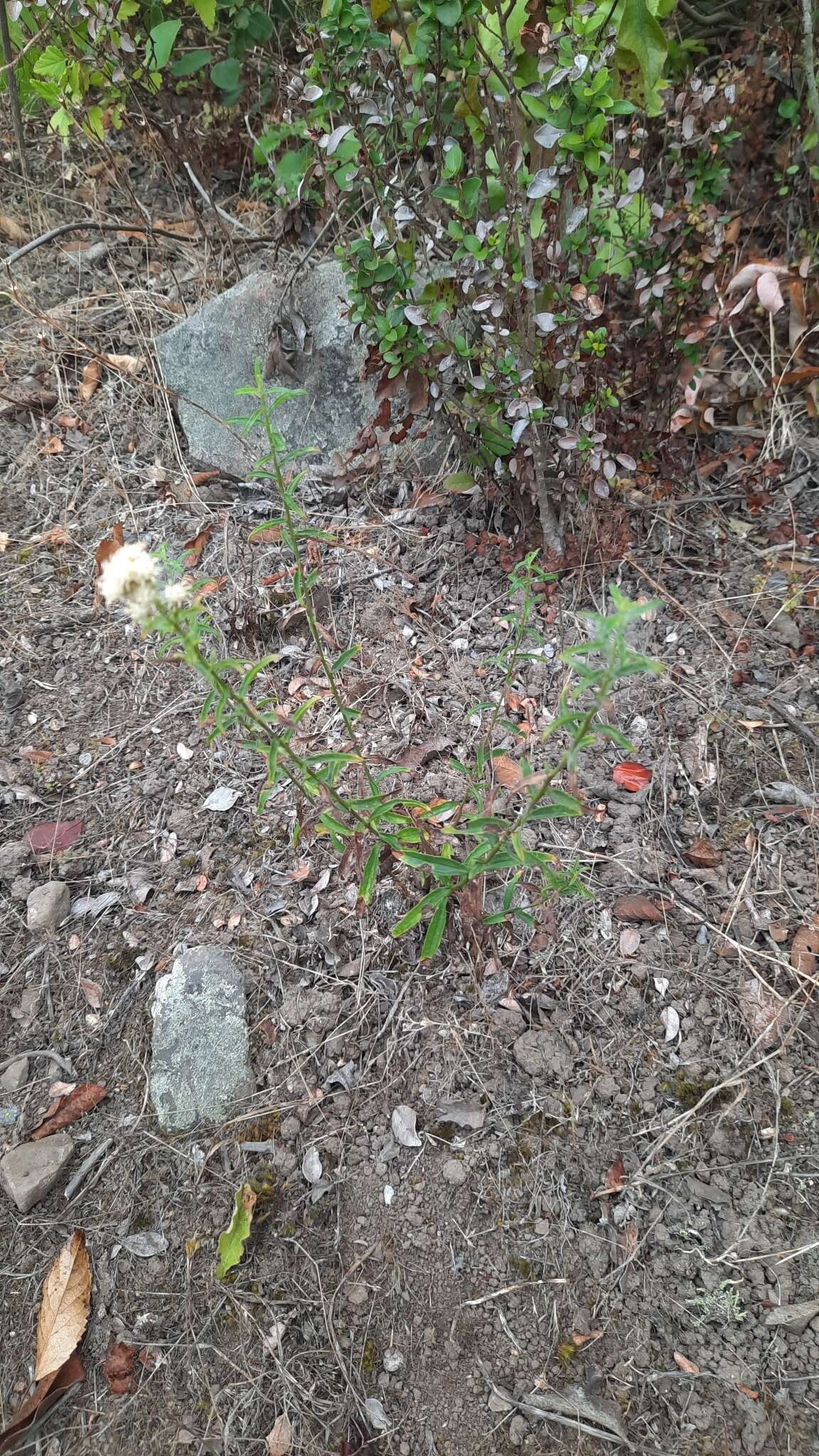 Image of Baccharis racemosa (Ruiz & Pav.) DC.