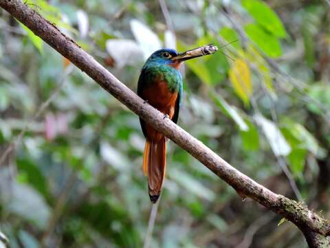 Image of Coppery-chested Jacamar