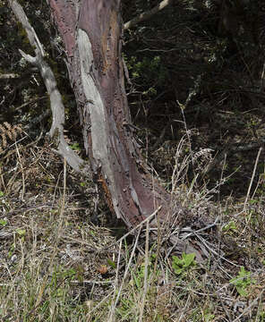 Image of Montara manzanita