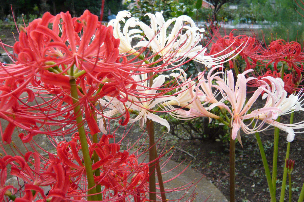 Image of red spider lily