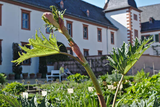 Image of Chinese Rhubarb