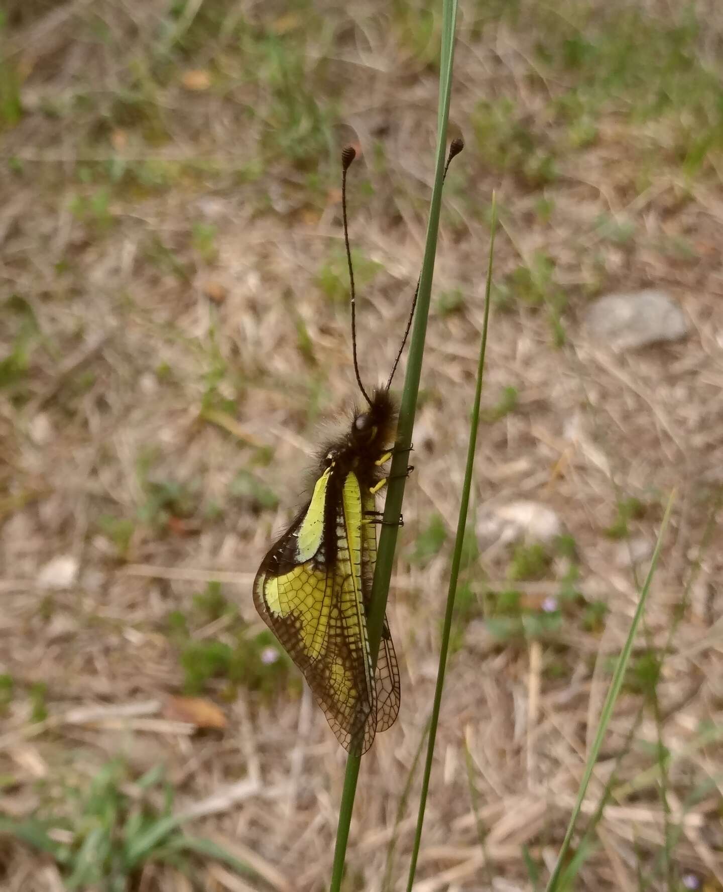 Image of Owly sulphur