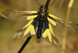 Image of Owly sulphur