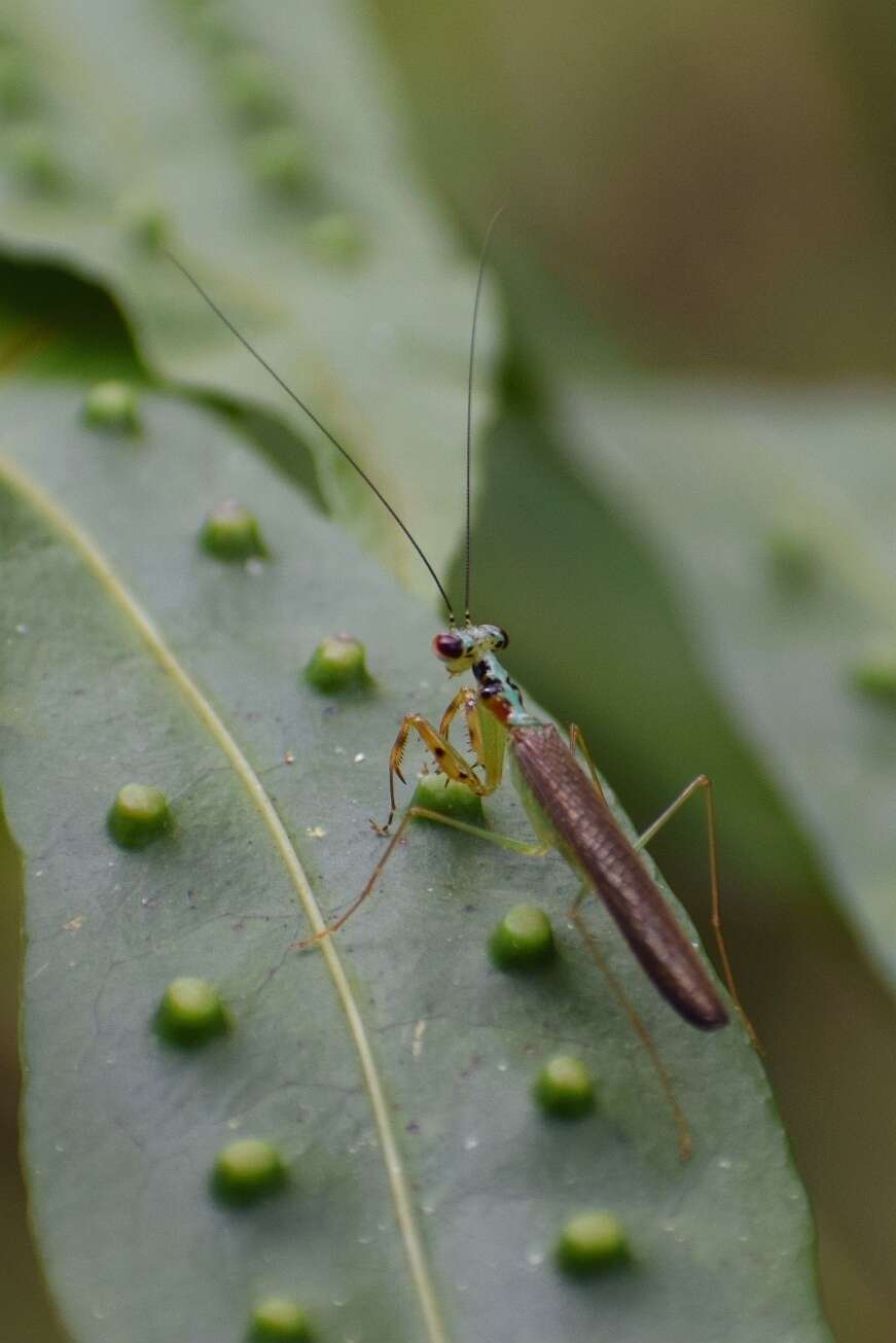 Imagem de Hapalopezella maculata Kirby 1904