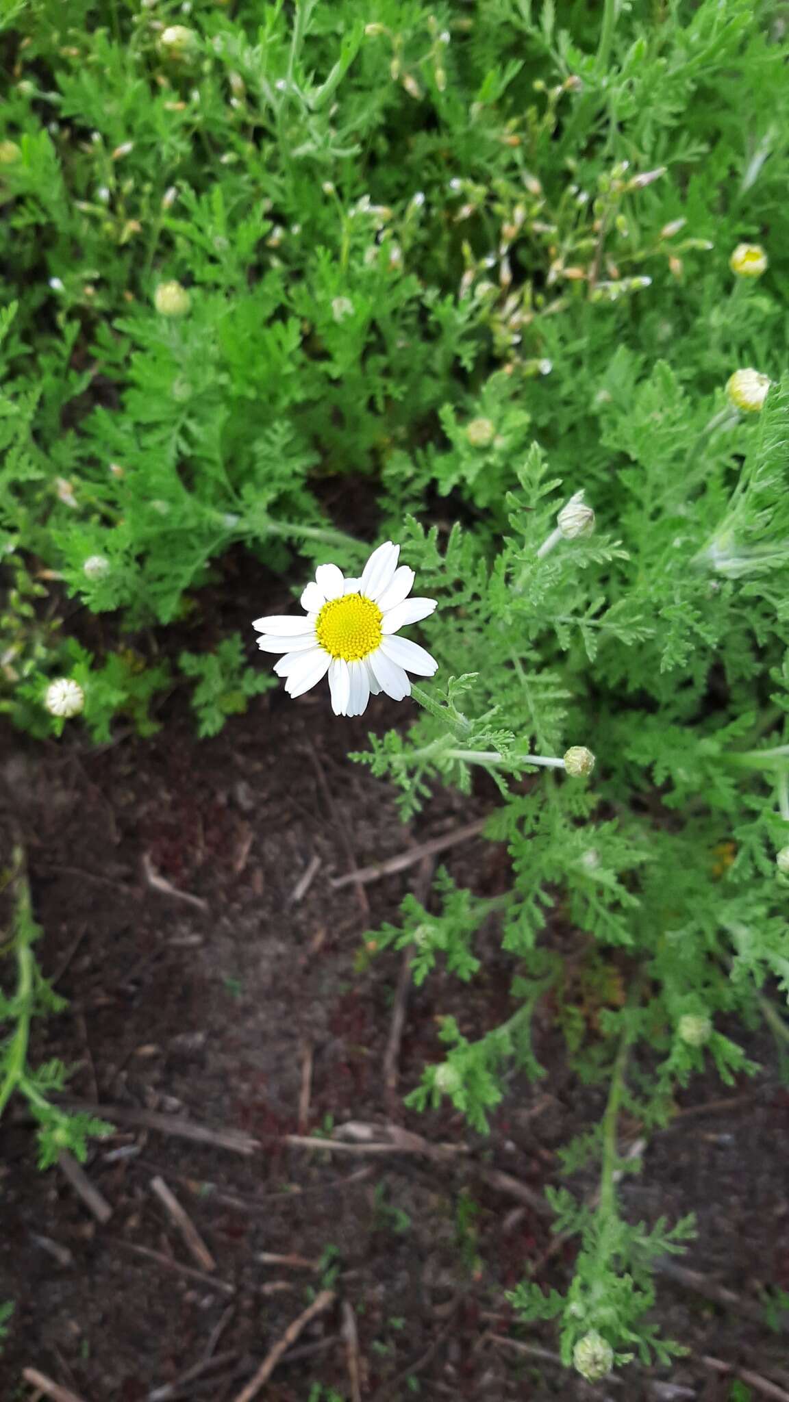 Anthemis ruthenica M. Bieb.的圖片