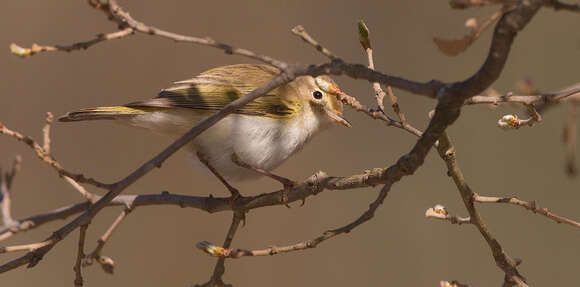 Слика од Phylloscopus bonelli (Vieillot 1819)