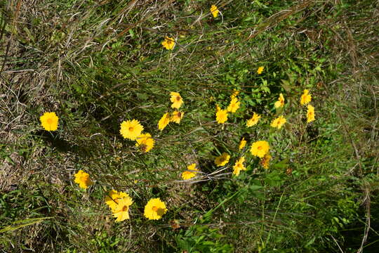 Image de Coreopsis lanceolata L.