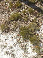 Image de Selaginella arenicola Underw.