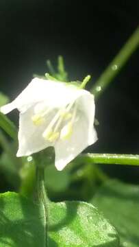 Image of Capsicum chacoense A. T. Hunziker