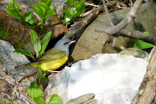 Image of Mourning Warbler