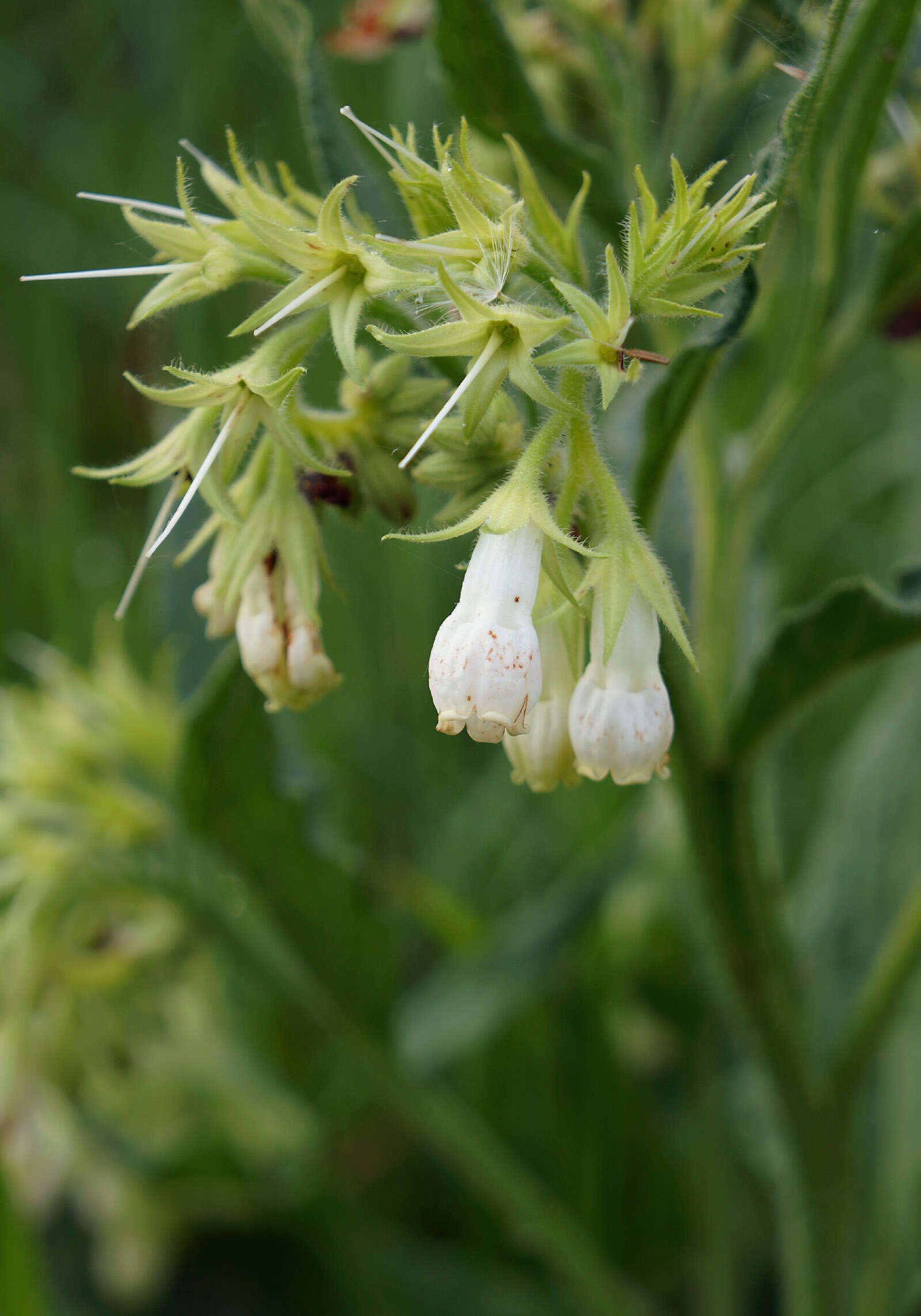 Plancia ëd Symphytum tuberosum L.