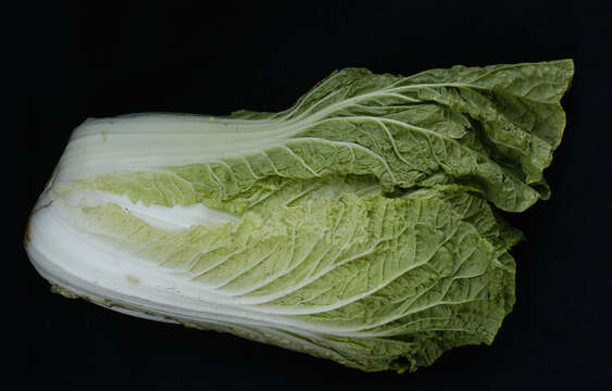 Image of Napa cabbage