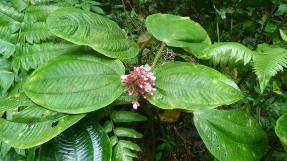 Image of Tococa platyphylla Benth.