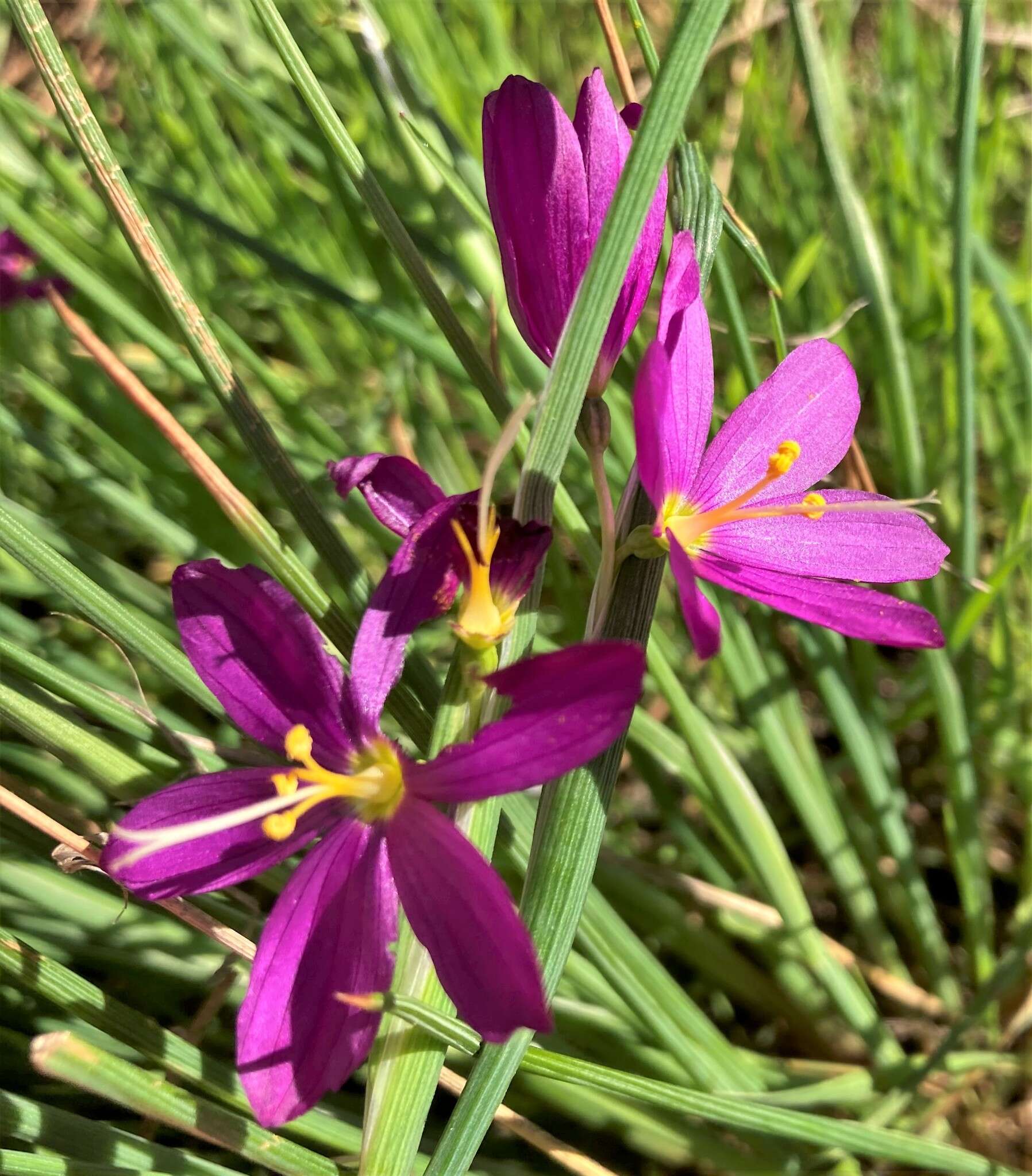 Image of Douglas' grasswidow