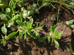 Image of thymeleaf mesamint