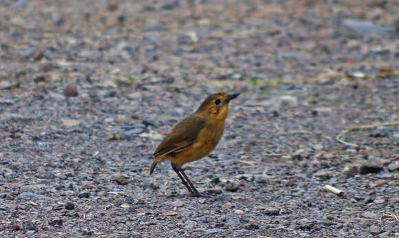 Image of Tawny Antpitta