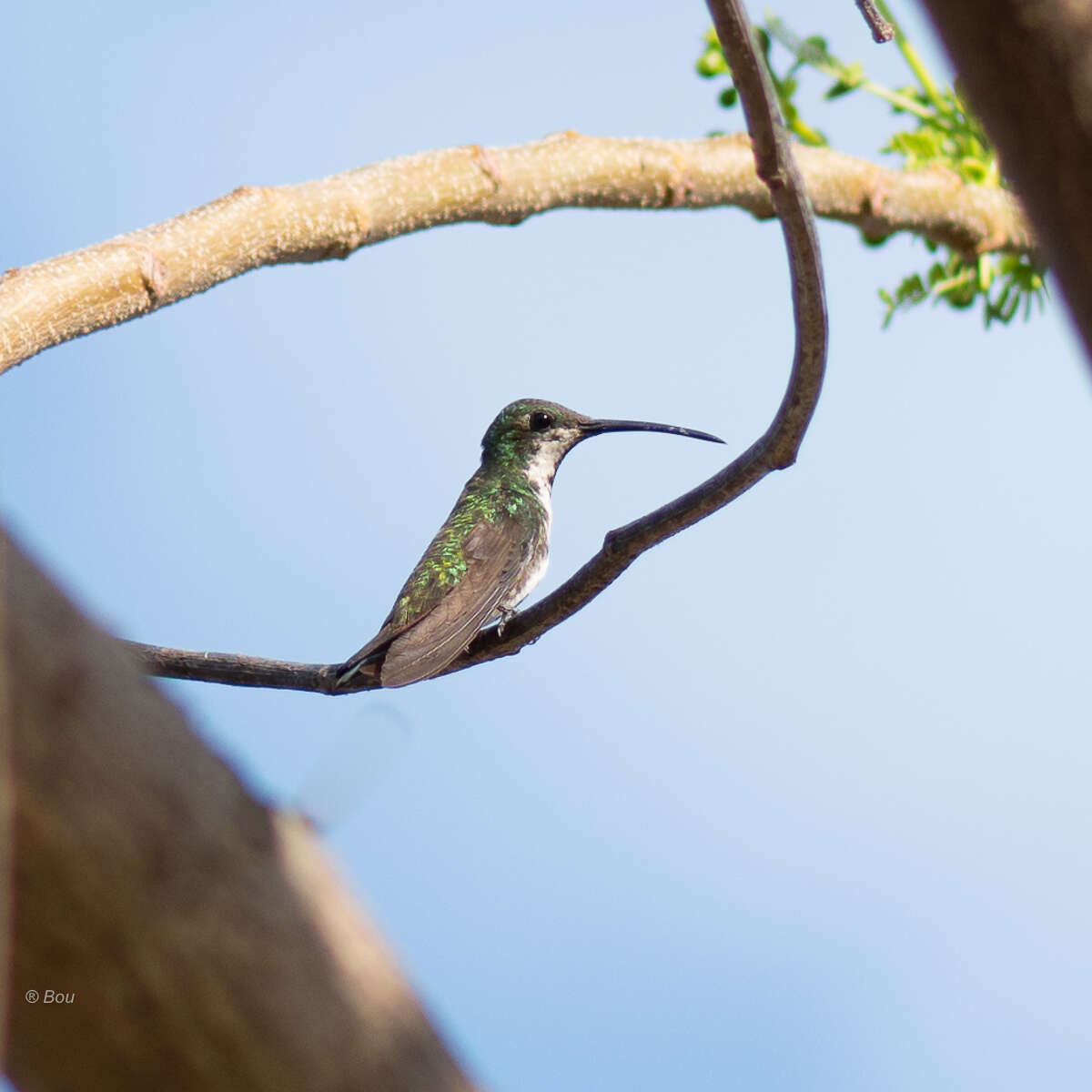 Image of Green-breasted Mango