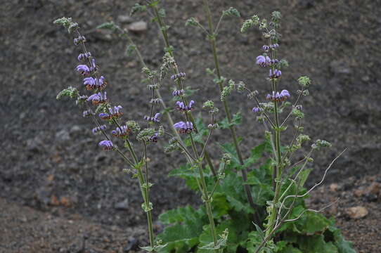 Image of Salvia indica L.