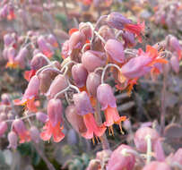 Image of lavender scallops