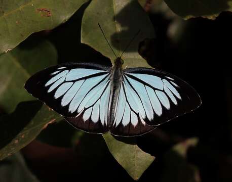 Image of Pareronia ceylanica (Felder & Felder (1865))