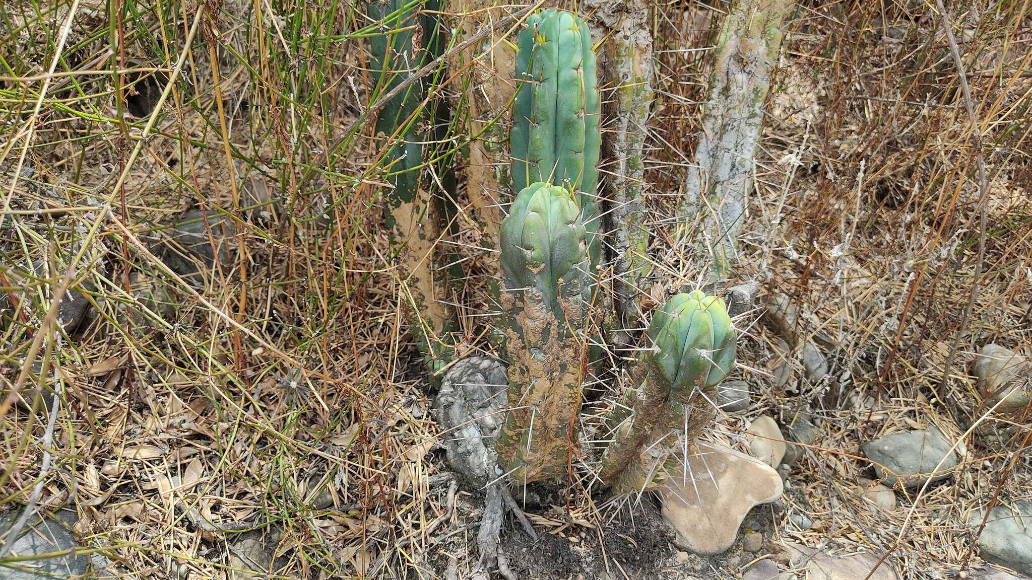 Image of Bolivian Torch Cactus