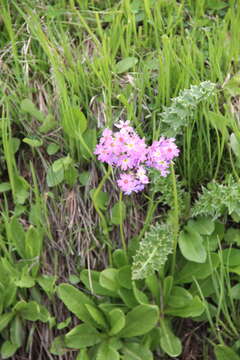 Слика од Primula auriculata Lam.