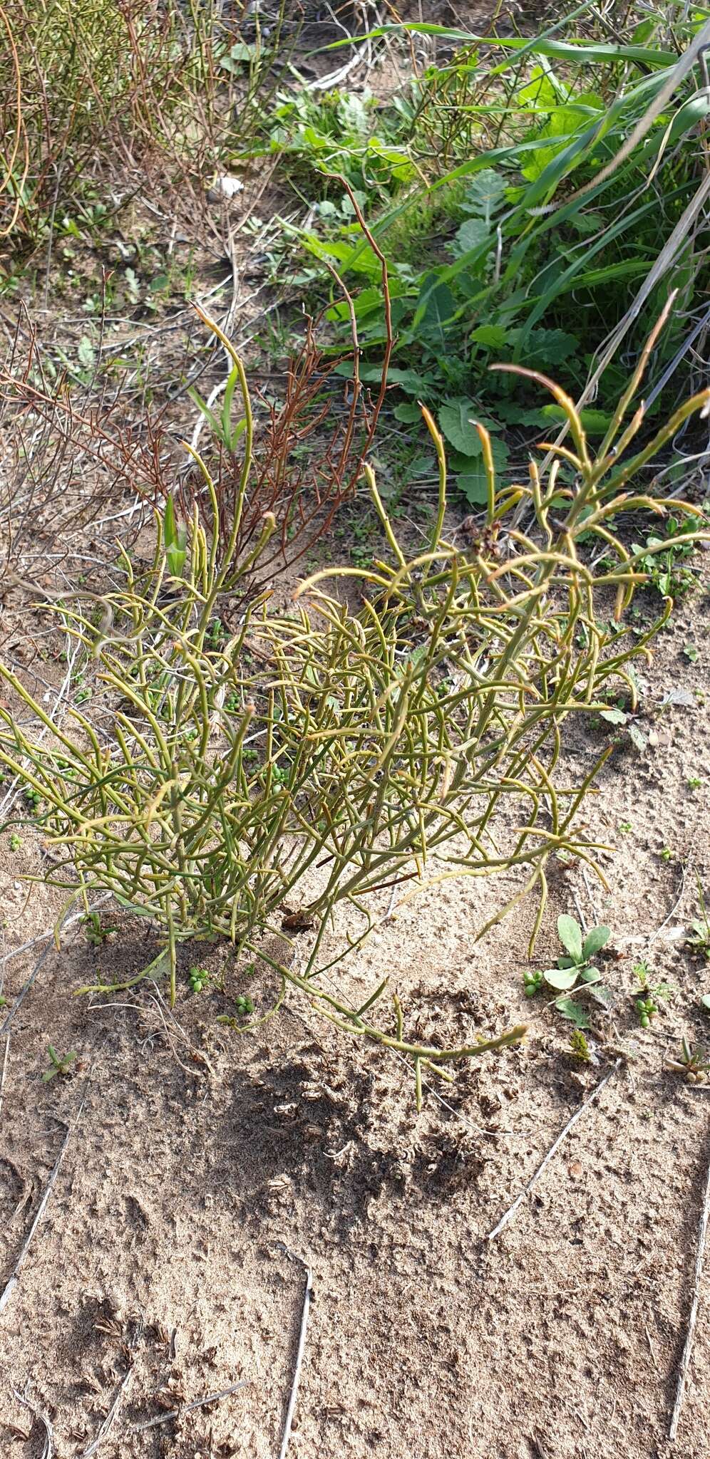 Image of spiny wattle