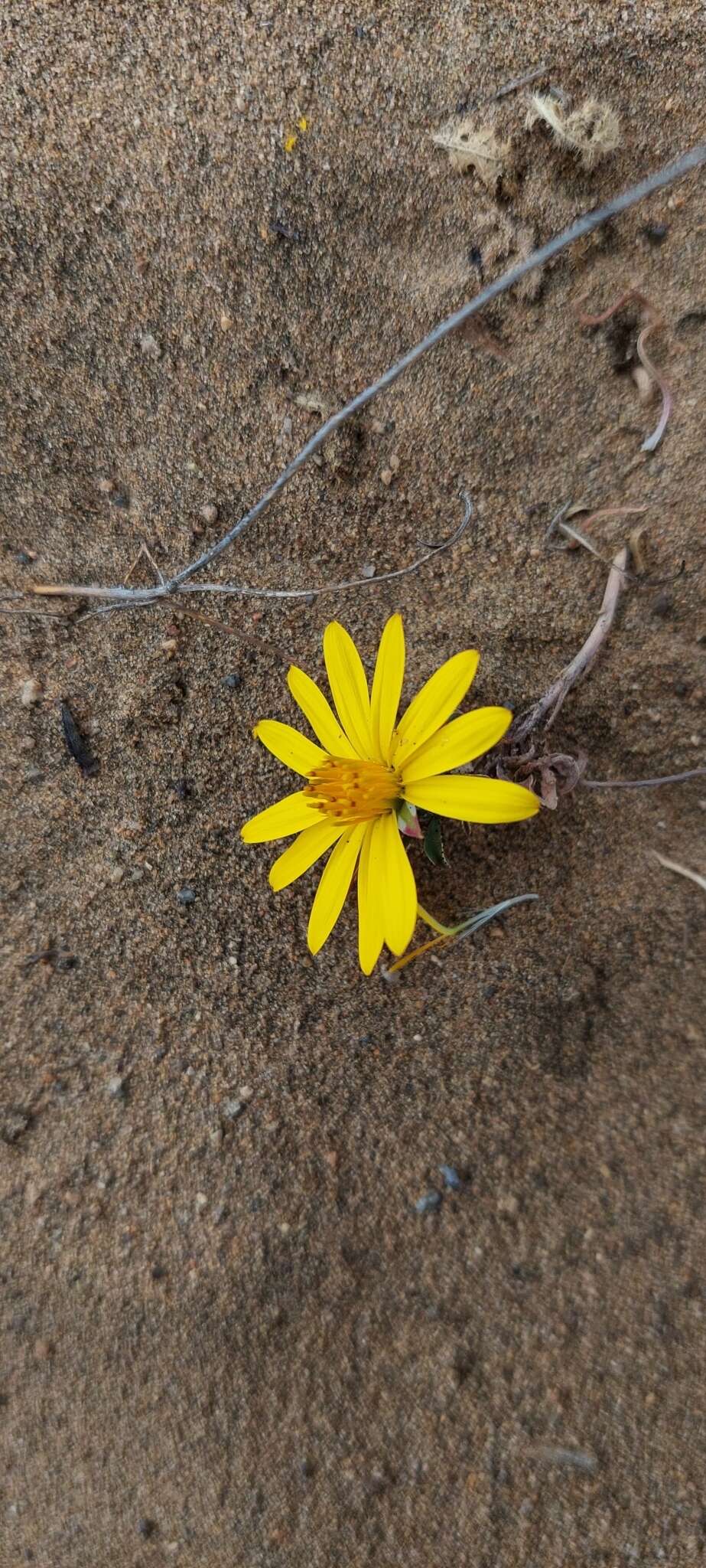 Image of Chaetanthera frayjorgensis A. M. R. Davies