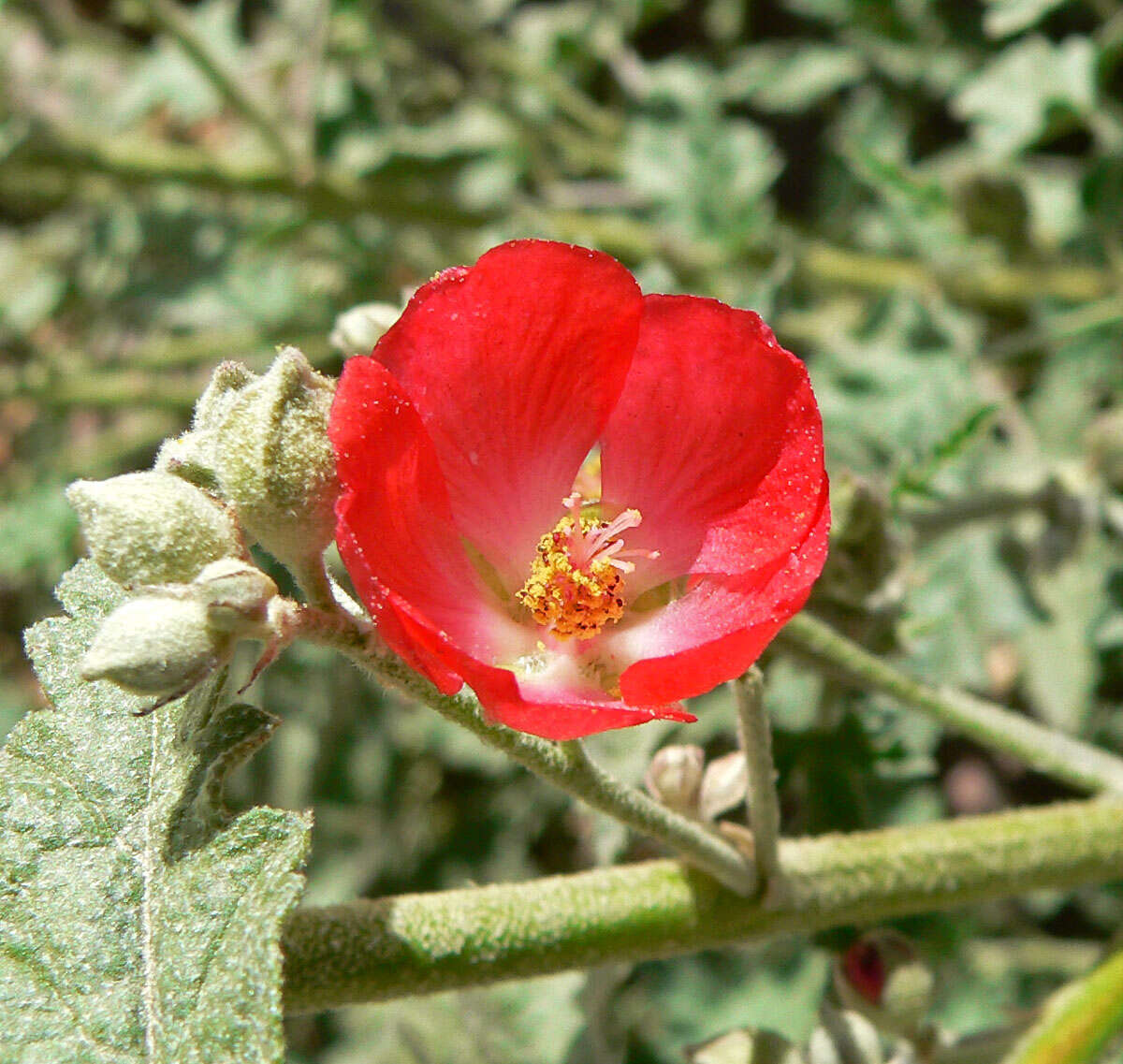 Image of desert globemallow