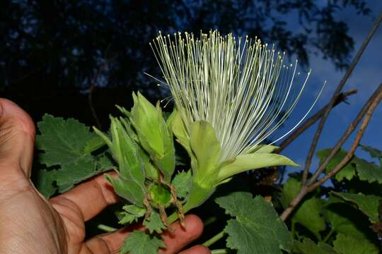 Image of Eucnide grandiflora Rose