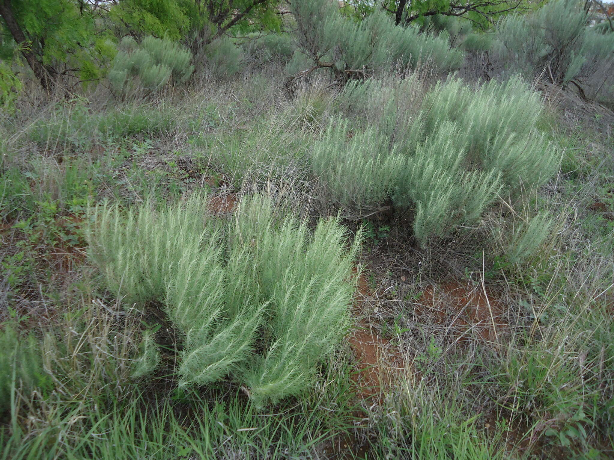 Artemisia filifolia Torr. resmi